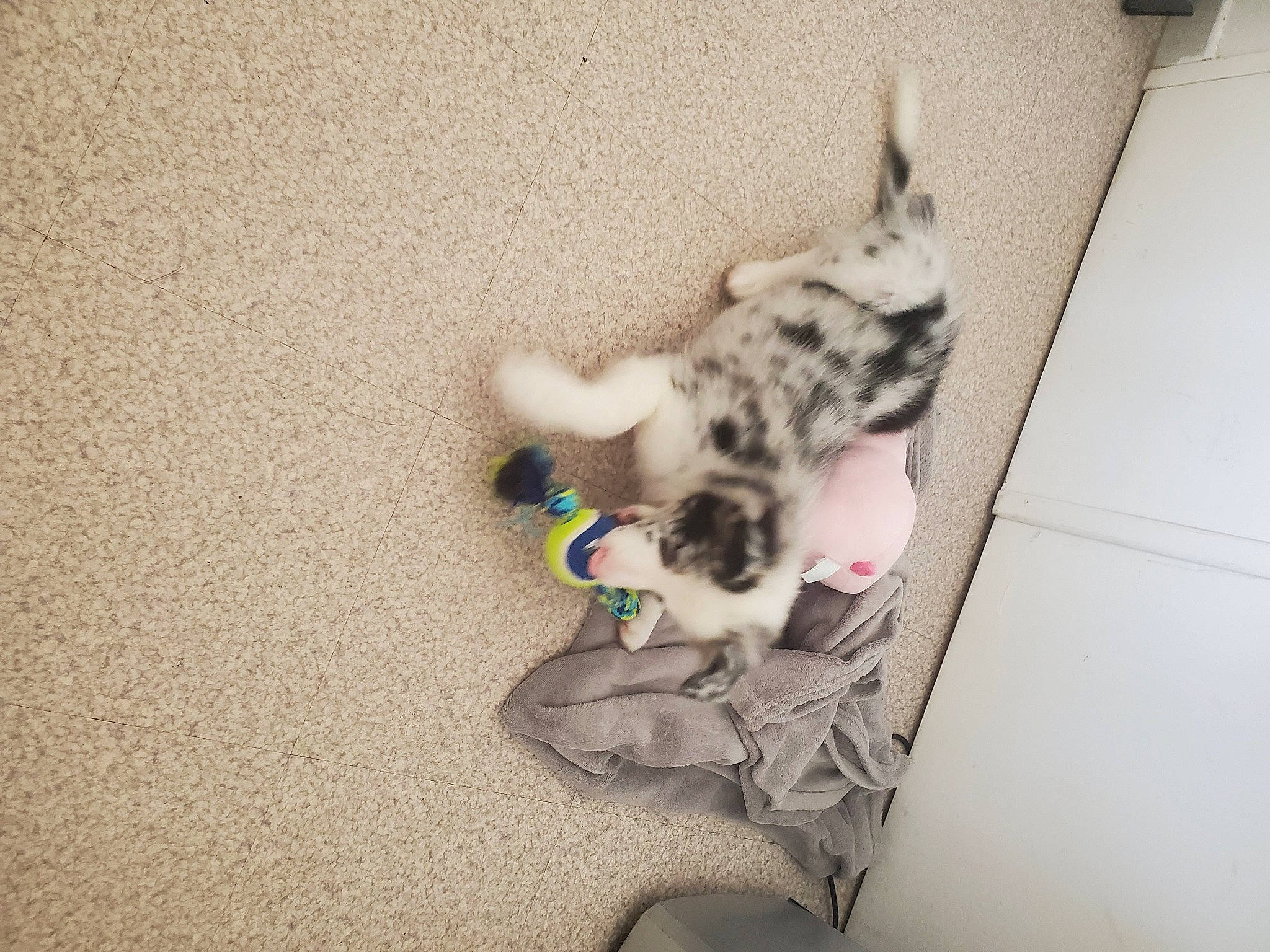 Tango participe au concours pour gagner de l'argent avec cette photo : canidae, carnivore, cat, comfort, companion_dog, dog_breed, domestic_short_haired_cat, fawn, felidae, floor, flooring, fur, hardwood, paw, room, small_to_medium_sized_cats, sporting_group, tail, whiskers, wood