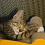Charley is registered to the contest to win money with this photo: cat, tabby, sleeping, cozy, cardboard_box, feline, resting, knitted_background, indoor, pet, cute, animal, relaxed, fur, whiskers, paw, comfort, domestic_cat, nap, peaceful
