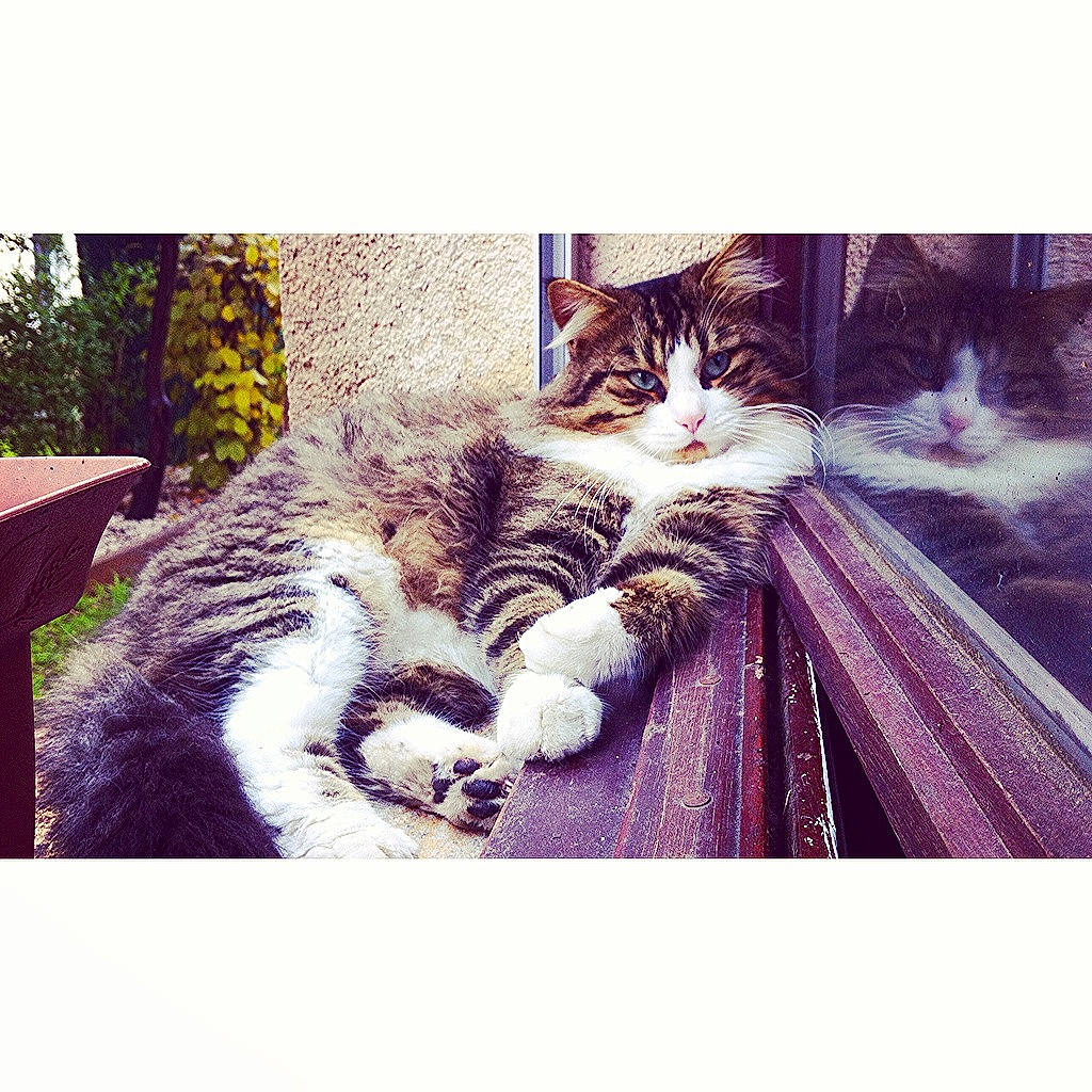 Ziggy a rejoint le concours — aidez-le/la à gagner de superbes lots ! beauty, carnivore, cat, european_shorthair, eye, felidae, fur, kitten, love, photography, plant, polydactyl_cat, sky, small_to_medium_sized_cats, smile, snapshot, square, tabby_cat, tree, whiskers