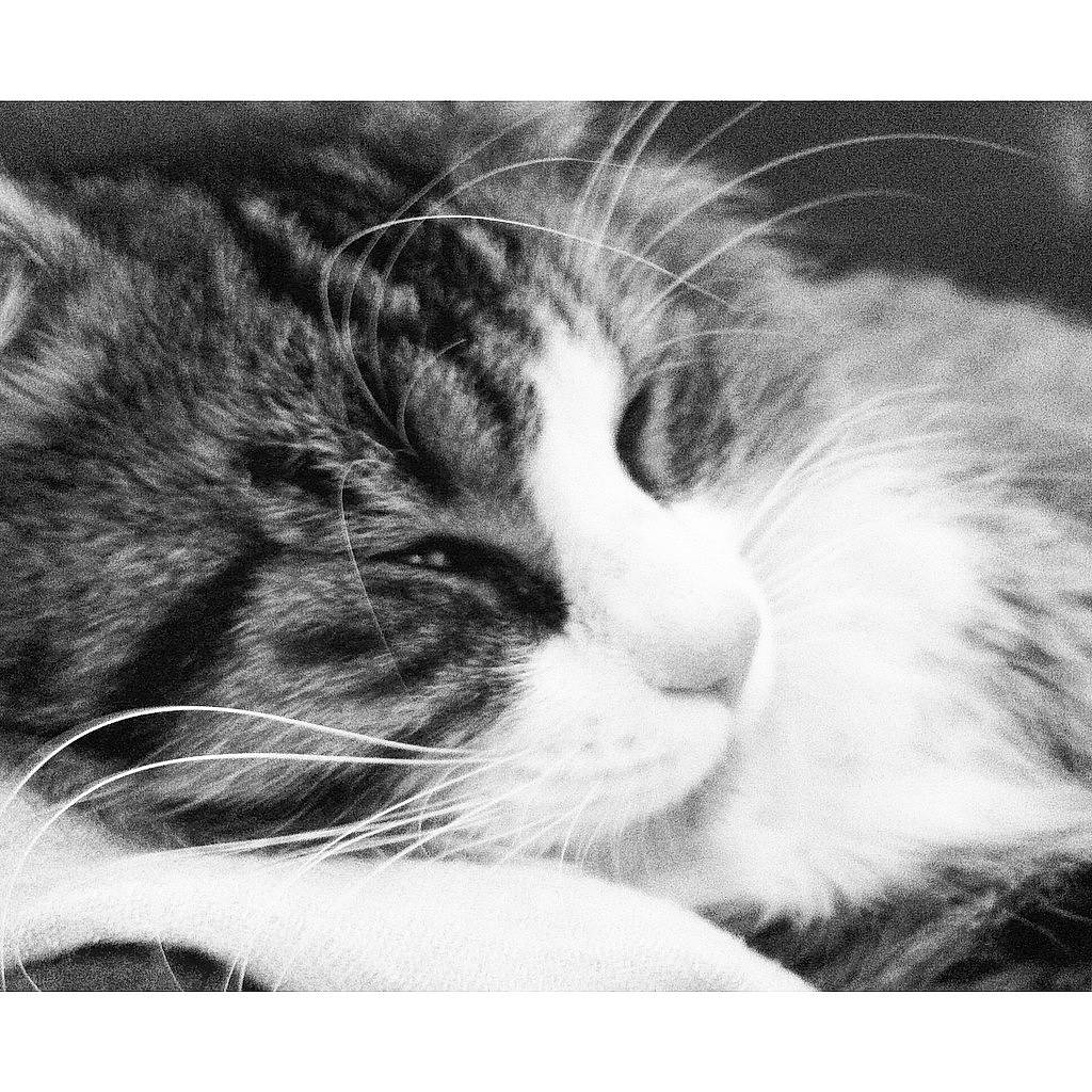 Ziggy a rejoint le concours — aidez-le/la à gagner de superbes lots ! black_and_white, carnivore, cat, close_up, eye, felidae, fur, kitten, love, monochrome_photography, nap, nose, photograph, photography, sky, small_to_medium_sized_cats, snapshot, snout, whiskers, white