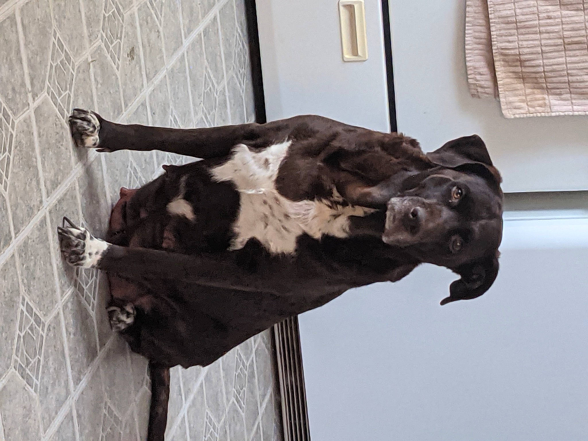 Zoey joined the competition — help win amazing prizes! art, artifact, bone, bovine, extinction, eye, fur, metal, sculpture, skull, snout, sporting_group, statue, tail, terrestrial_animal, vertebrate, visual_arts, window, wood, working_animal