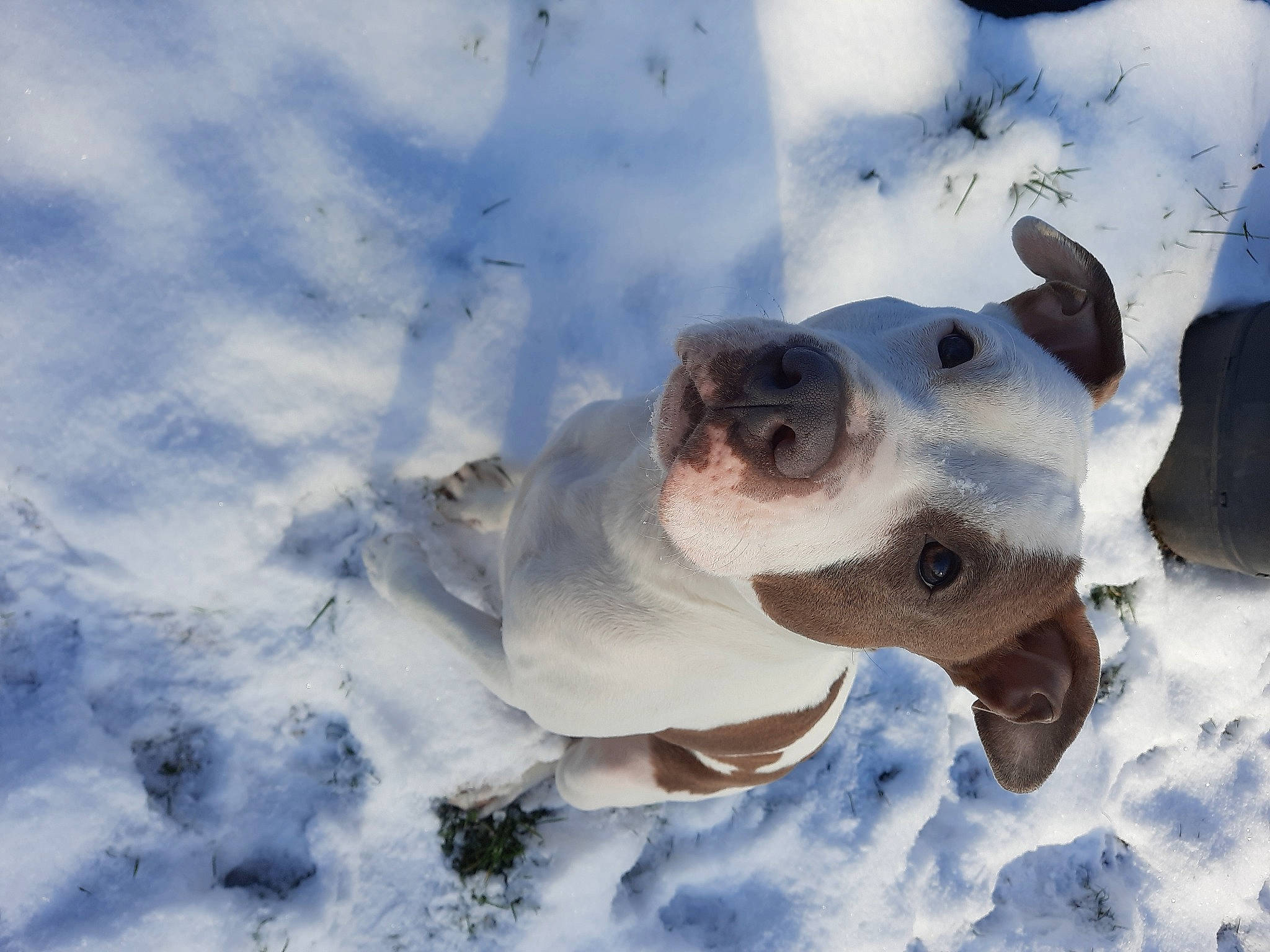 Kira a rejoint le concours — aidez-le/la à gagner de superbes lots ! canidae, carnivore, dog, dog_breed, fawn, freezing, frost, fur, head, ice_cap, jaw, landscape, sky, snout, snow, sporting_group, whiskers, wildlife, winter, working_animal