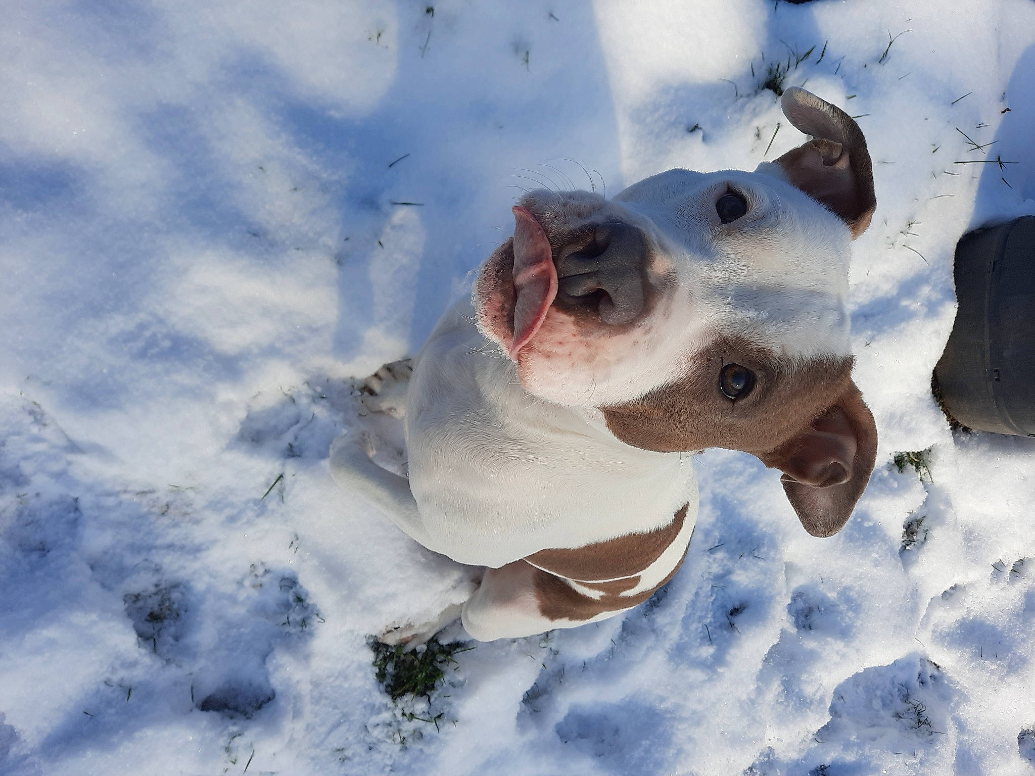 Kira participe au concours pour gagner de l'argent avec cette photo : art, canidae, carnivore, companion_dog, dog, dog_breed, fawn, freezing, gesture, ice_cap, landscape, painting, retriever, sky, snout, snow, sporting_group, whiskers, winter, working_animal