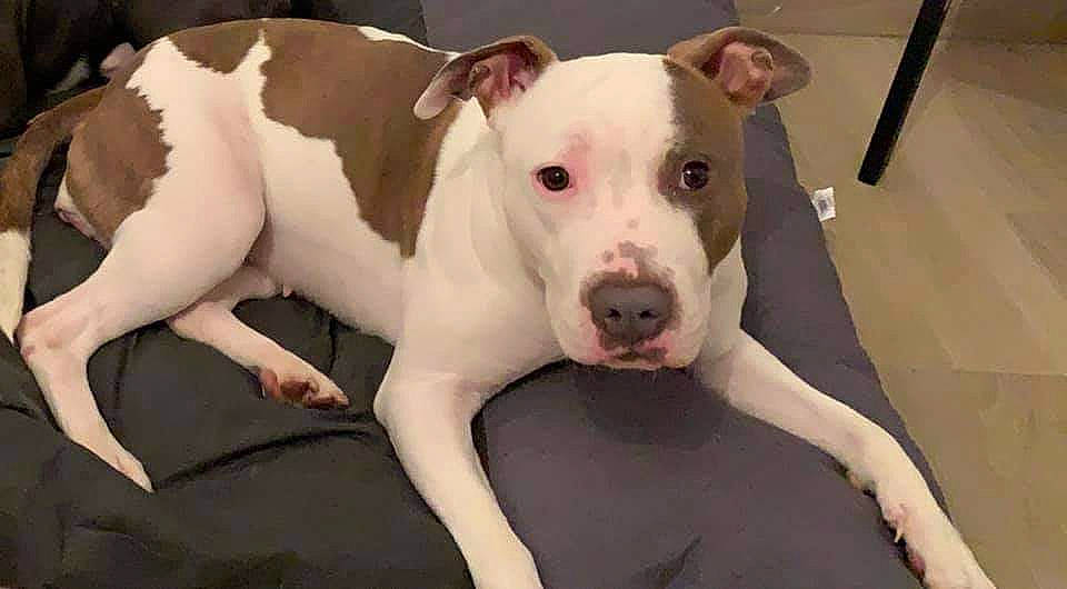 Kira a rejoint le concours — aidez-le/la à gagner de superbes lots ! carnivore, companion_dog, dog, dog_breed, fawn, non_sporting_group, snout, sporting_group, terrestrial_animal, working_animal