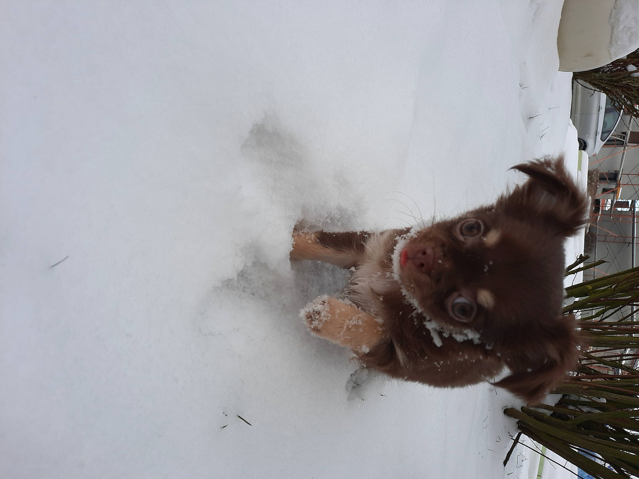 Laïka participe au concours pour gagner de l'argent avec cette photo : event, freezing, fur, playing_in_the_snow, precipitation, snout, snow, sporting_group, tail, water, winter, winter_storm