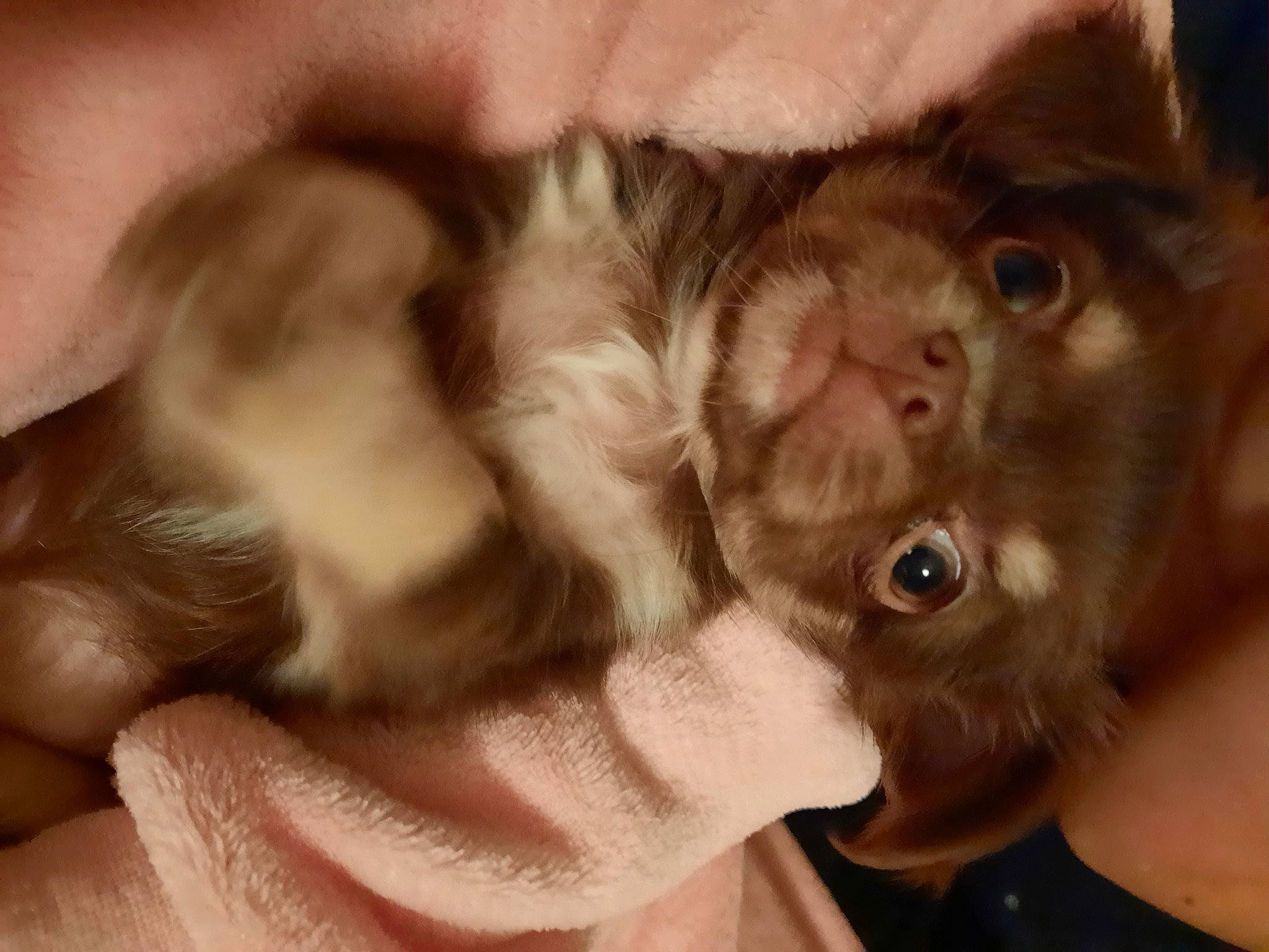 Laïka a rejoint le concours — aidez-le/la à gagner de superbes lots ! beard, canidae, carnivore, claw, companion_dog, dog_breed, ear, eyelash, facial_hair, fawn, felidae, fur, gesture, liver, nose, selfie, small_to_medium_sized_cats, snout, sporting_group, whiskers