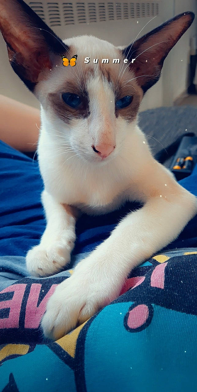 Rio a rejoint le concours — aidez-le/la à gagner de superbes lots ! aegean_cat, carnivore, cat, colorpoint_shorthair, cornish_rex, devon_rex, fawn, felidae, german_rex, javanese, kitten, mammal, oriental_longhair, oriental_shorthair, rex_cat, small_to_medium_sized_cats, vertebrate, whiskers