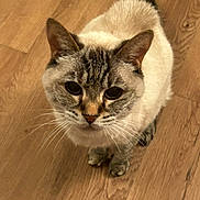 Innya is registered to the contest to win money with this photo: cat, feline, pet, animal, portrait, close_up, looking_at_camera, whiskers, ears, eyes, nose, fur, cream_fur, tabby, pointed_ears, tail, paws, wooden_floor, indoor, cute