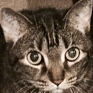 Samantha is registered to the contest to win money with this photo: animal, blanket, brown_fur, cat, close_up, cozy, ears, eyes, face, feline, gray_fur, indoor, looking_at_camera, nose, pet, portrait, striped_fur, tabby, whiskers, wide_eyes