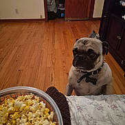 Chato joined the competition — help win amazing prizes! animal, bed, black, blanket, bowl, brown, collar, curious, cute, dog, furniture, home, indoor, pet, popcorn, pug, room, snack, table, wooden_floor