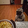 animal, bed, black, blanket, bowl, brown, collar, curious, cute, dog, furniture, home, indoor, pet, popcorn, pug, room, snack, table, wooden_floor