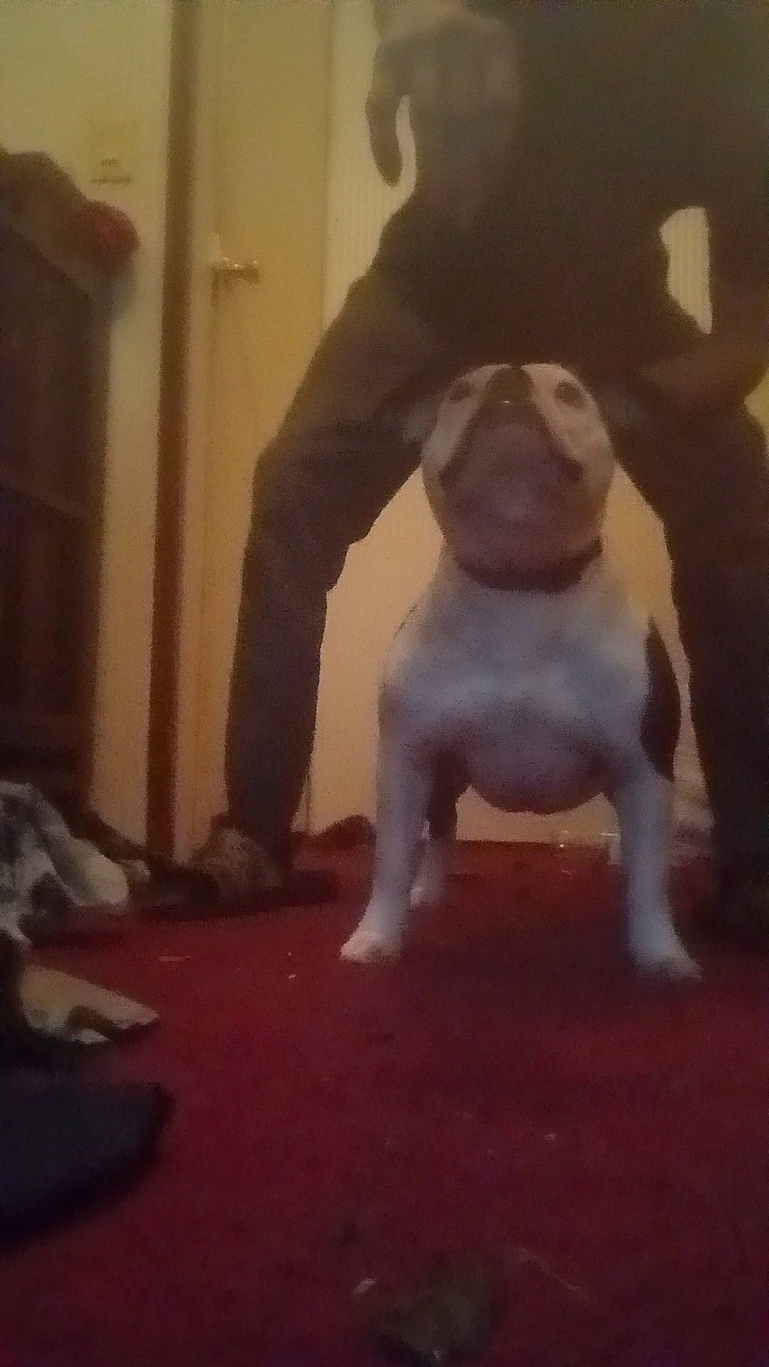 Oreo joined the competition — help win amazing prizes! canidae, carnivore, companion_dog, dog, dog_breed, fawn, fictional_character, floor, flooring, foot, fur, hardwood, snout, sporting_group, tail, terrestrial_animal, toy, toy_dog, wood, working_animal