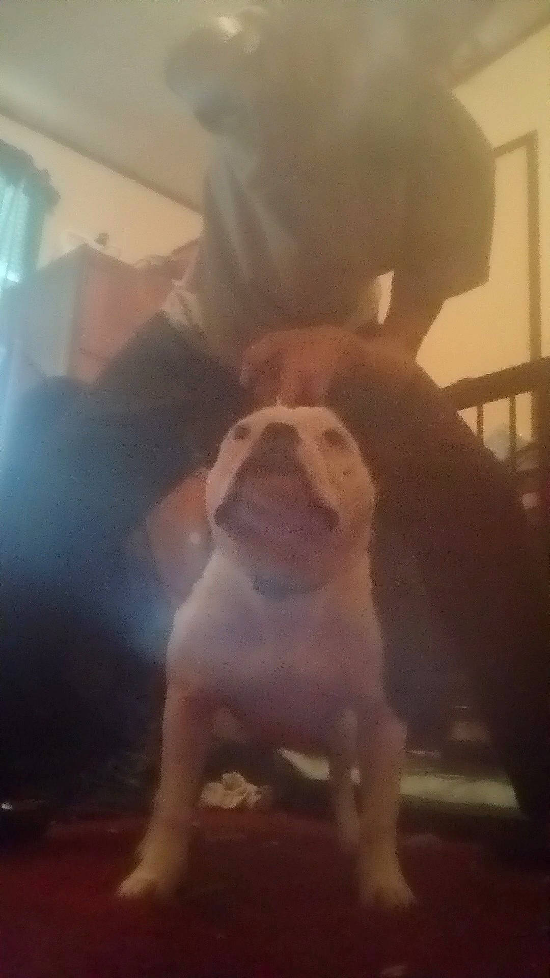 Oreo is registered to the contest to win money with this photo: canidae, carnivore, cloud, companion_dog, dog, dog_breed, fawn, flooring, fun, happy, human_leg, knee, sitting, snout, sporting_group, tail, toy_dog, visual_arts, wood, working_animal