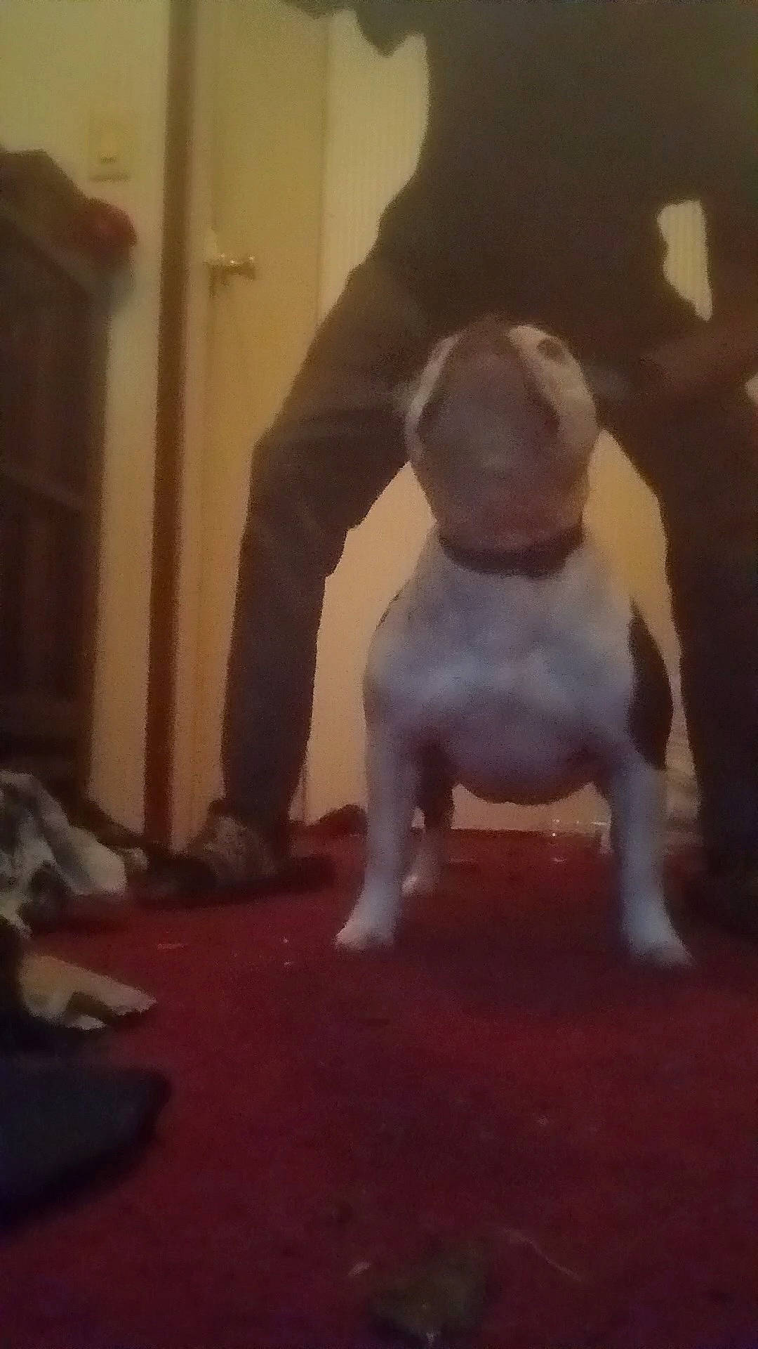 Oreo is registered to the contest to win money with this photo: art, canidae, carnivore, cloud, companion_dog, dog, dog_breed, fawn, fictional_character, floor, flooring, fun, fur, hardwood, snout, sporting_group, tail, terrestrial_animal, wood, working_animal