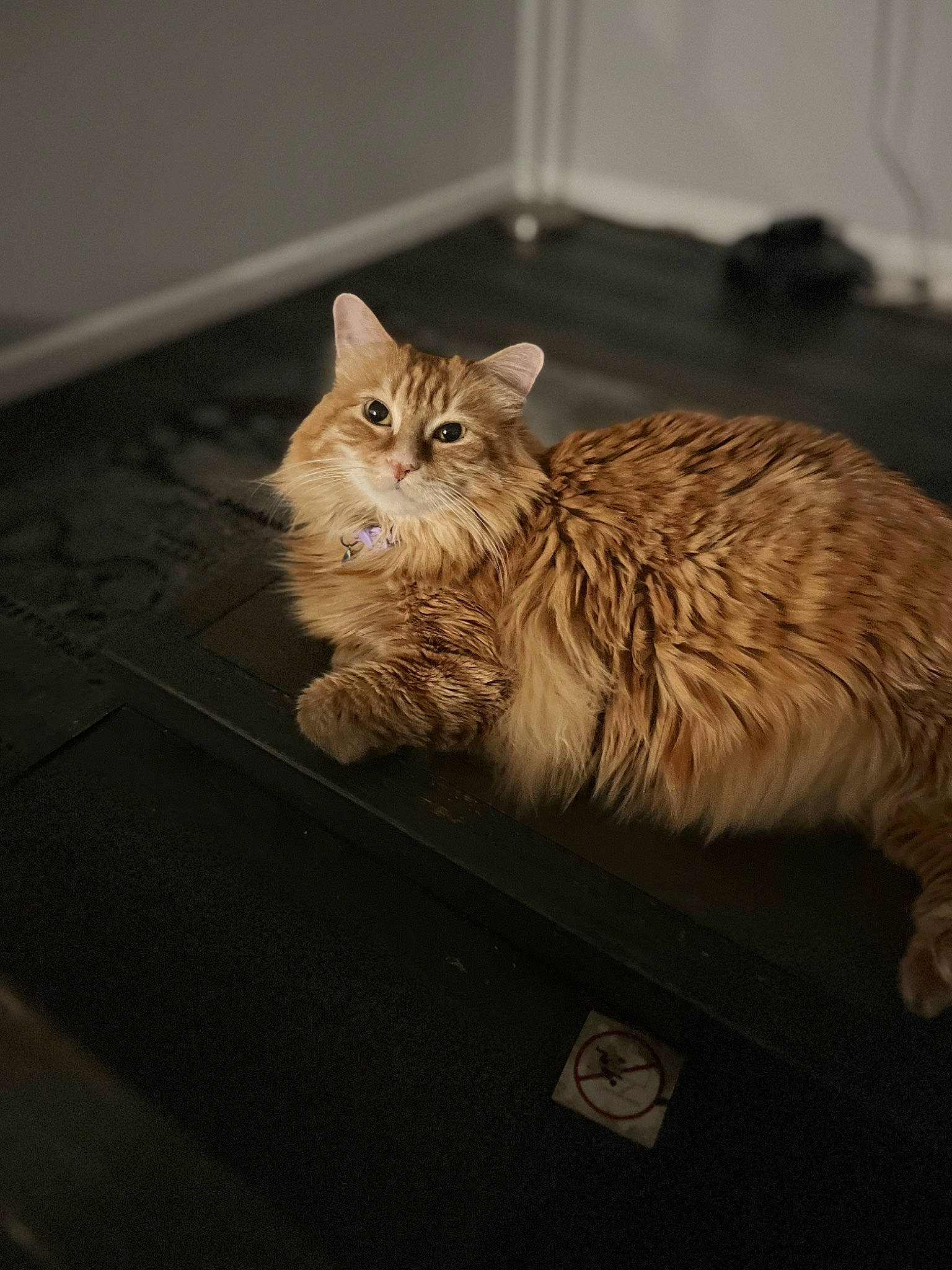 Ginger joined the competition — help win amazing prizes! carnivore, cat, claw, comfort, domestic_short_haired_cat, eye, fawn, felidae, flooring, fur, hardwood, laperm, paw, small_to_medium_sized_cats, snout, tail, terrestrial_animal, whiskers, window, wood