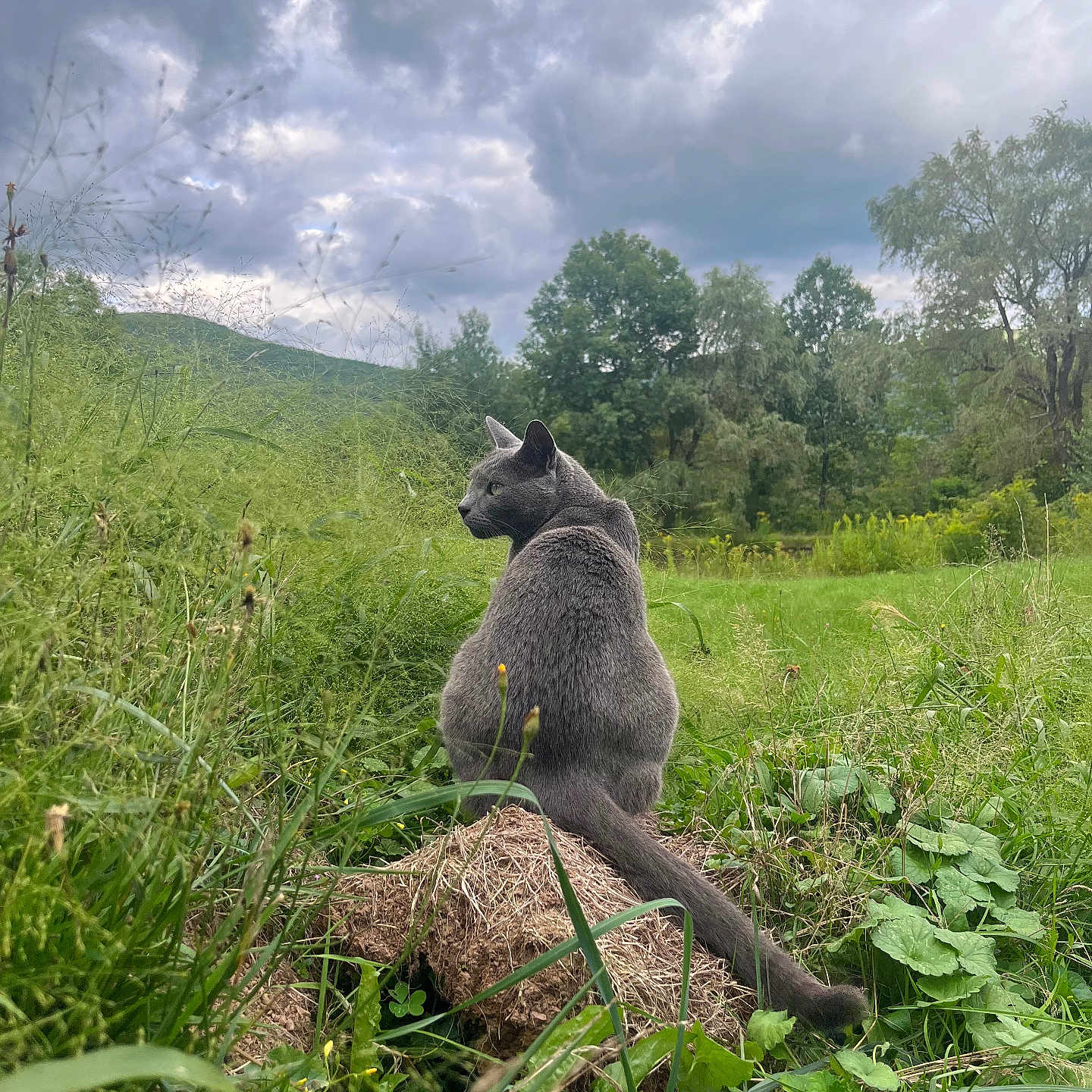 Ferris is registered to the contest to win money with this photo: animal, ape, baboon, cat, field, grass, grassland, green, jungle, kangaroo, land, lemur, monkey, nature, outdoors, pet, plant, soil, tree, vegetation
