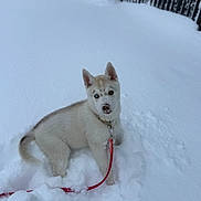 Yumee a rejoint le concours — aidez-le/la à gagner de superbes lots ! puppy, dog, husky, snow, leash, outdoor, winter, pet, animal, playful, cute, young, fur, collar, white, nature, cold, paw_prints, fence, background