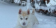 Yumee participe au concours pour gagner de l'argent avec cette photo : puppy, dog, snow, winter, outdoor, animal, playful, white_fur, blue_eye, brown_eye, snow_covered, branches, fence, nature, cute, pet, cold, fur, young_dog, motion
