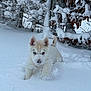 puppy, dog, snow, winter, outdoor, animal, playful, white_fur, blue_eye, brown_eye, snow_covered, branches, fence, nature, cute, pet, cold, fur, young_dog, motion
