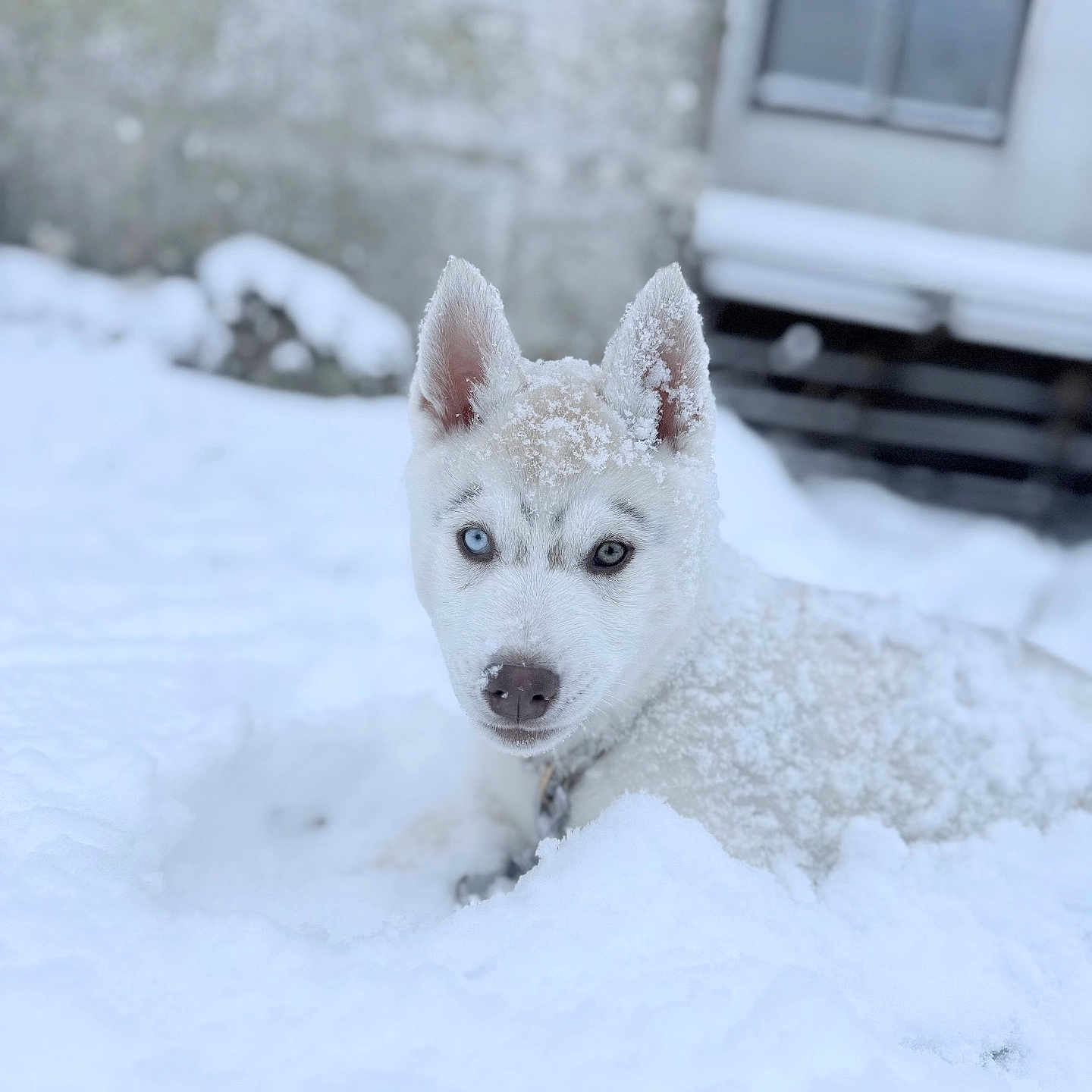 Yumee a rejoint le concours — aidez-le/la à gagner de superbes lots ! animal, background, blue_eyes, building, cold, curious, dog, ears, face, fur, husky, lying_down, nature, outdoor, pet, puppy, snow, snowflakes, white_fur, winter