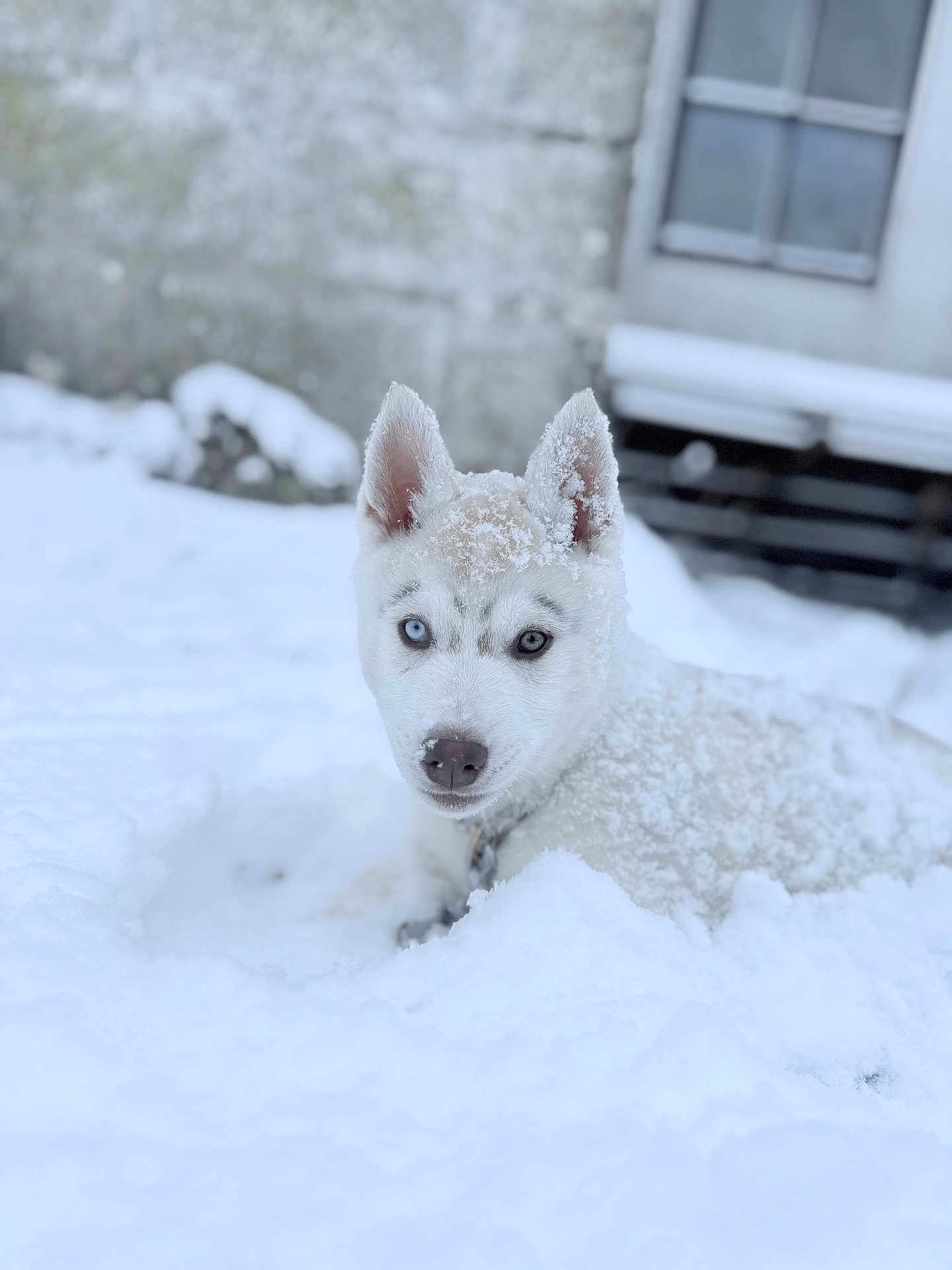 Yumee a rejoint le concours — aidez-le/la à gagner de superbes lots ! dog, puppy, husky, snow, white_fur, blue_eyes, outdoor, winter, animal, pet, face, ears, fur, cold, curious, lying_down, snowflakes, background, building, nature