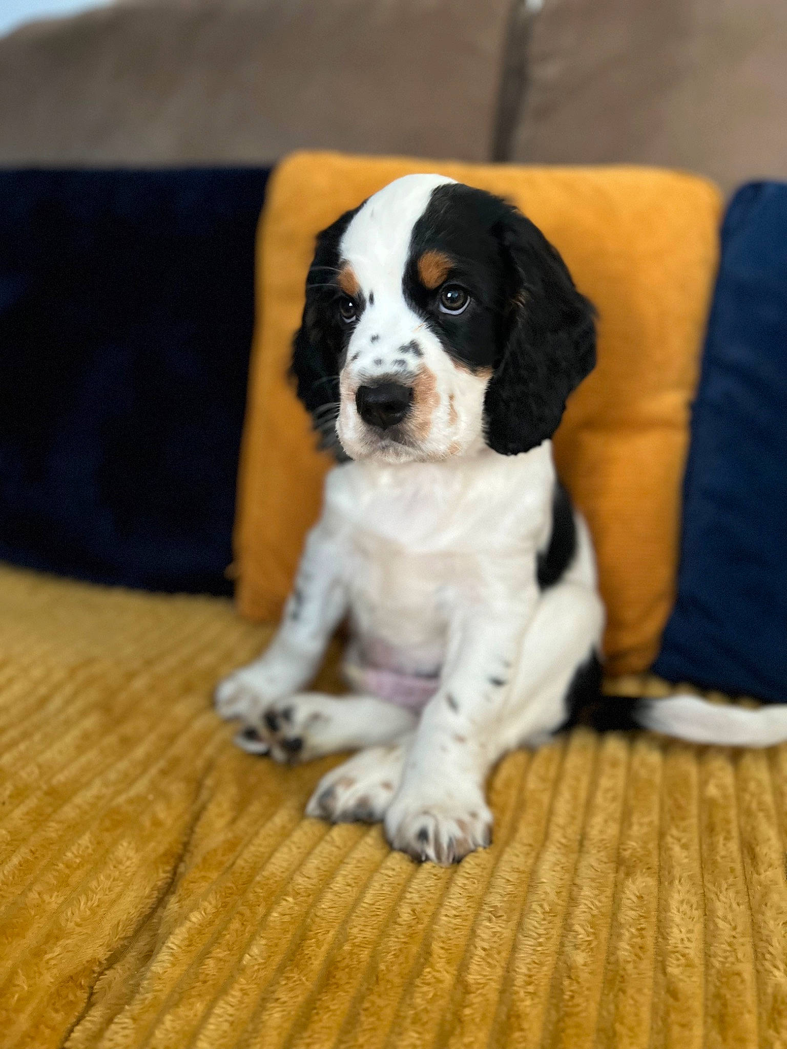 Benji is registered to the contest to win money with this photo: bored, canidae, carnivore, companion_dog, couch, dog, dog_breed, fawn, hardwood, hound, paw, pillow, scent_hound, snout, sporting_group, tail, terrestrial_animal, wood, working_animal, working_dog