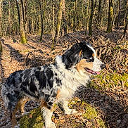 Zaya participe au concours pour gagner de l'argent avec cette photo : dog, australian_shepherd, tricolor, blue_eyes, forest, woodland, trees, stump, moss, leaves, outdoors, sunlight, pet, portrait, standing, fur, nature, daylight, happy, canine
