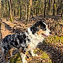 dog, australian_shepherd, tricolor, blue_eyes, forest, woodland, trees, stump, moss, leaves, outdoors, sunlight, pet, portrait, standing, fur, nature, daylight, happy, canine