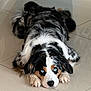 Zaya a rejoint le concours — aidez-le/la à gagner de superbes lots ! dog, australian_shepherd, tricolor, blue_eyes, lying_down, paws, nose, fur, tile_floor, indoor, portrait, resting, cute, pet, canine, black_and_white, brown_markings, reflection, long_fur, close_up