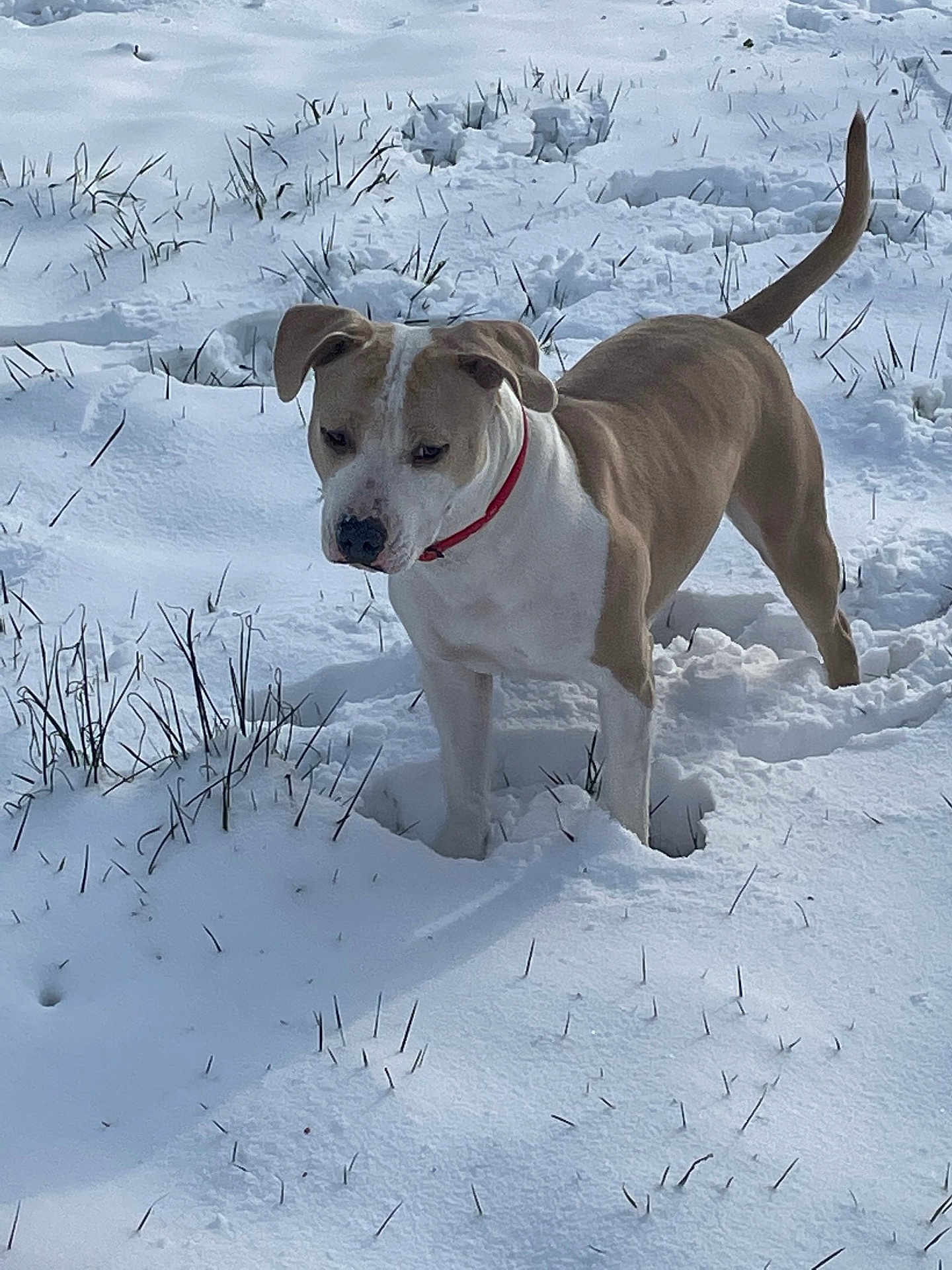 Kira participe au concours pour gagner de l'argent avec cette photo : dog, snow, red_collar, grass, outdoor, animal, pet, winter, field, canine, brown_and_white, standing, alert, nature, daylight, fur, muzzle, tail, ears, snout