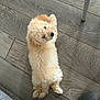 dog, puppy, curly_fur, indoor, wooden_floor, pet, looking_back, flooring, small_dog, cute, domestic_animal, animal, laying_down, furniture_leg, shoe, cozy, companion, curious, resting, home