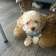 Kodah joined the competition — help win amazing prizes! dog, puppy, boots, camouflage_pants, floor, wooden_floor, fur, small_dog, curly_fur, indoor, cozy, pet, animal, footwear, legs, casual, closeup, brown, tan, resting