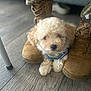 dog, puppy, boots, camouflage_pants, floor, wooden_floor, fur, small_dog, curly_fur, indoor, cozy, pet, animal, footwear, legs, casual, closeup, brown, tan, resting