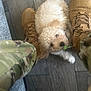 Kodah is registered to the contest to win money with this photo: puppy, dog, boots, camouflage_pants, wooden_floor, leaf, pet, fluffy, playing, indoor, casual, cozy, tan, fur, nibbling, closeup, animal, feet, flooring, cute