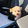 Kodah joined the competition — help win amazing prizes! puppy, dog, car_interior, seat, sunlight, tongue_out, pet_seat, blanket, seatbelt, cute, fluffy, small_dog, car_door, pet_accessories, black_fabric, happy, closeup, indoor, travel, companion