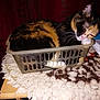 cat, calico, basket, grooming, paw, sleepy, fur, table, mat, woolly, indoor, pet, animal, feline, closeup, texture, cozy, resting, curtain, plastic