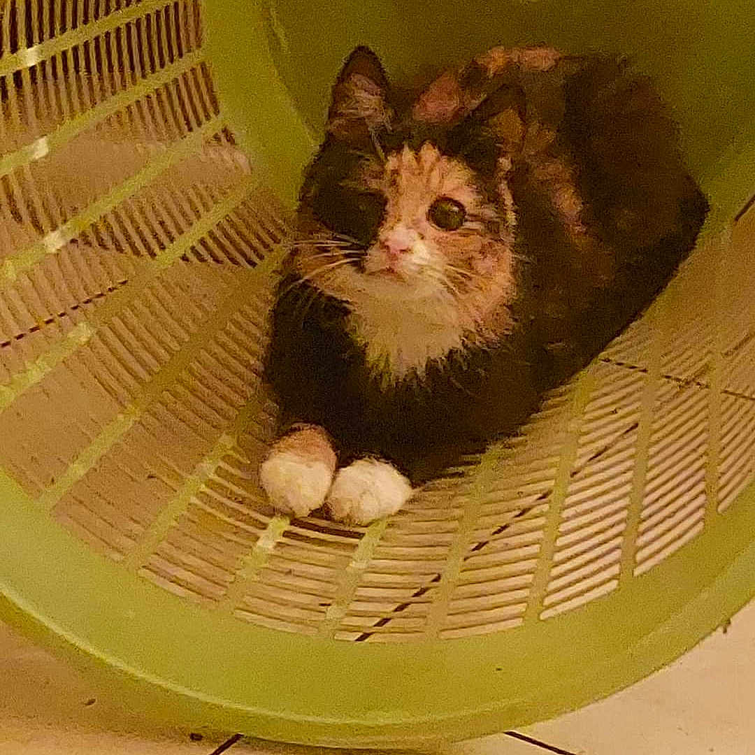 Bambi participe au concours pour gagner de l'argent avec cette photo : animal, calico_cat, cat, cozy, curious, cute, domestic, ears, feline, floor, green, household_item, indoor, laundry_basket, looking_up, paws, pet, resting, tile_floor, whiskers