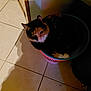 cat, calico_cat, pet, animal, basket, laundry_basket, floor, tile_floor, shadow, indoor, cozy, cute, small_space, domestic, feline, resting, curled_up, home, quiet, dim_light