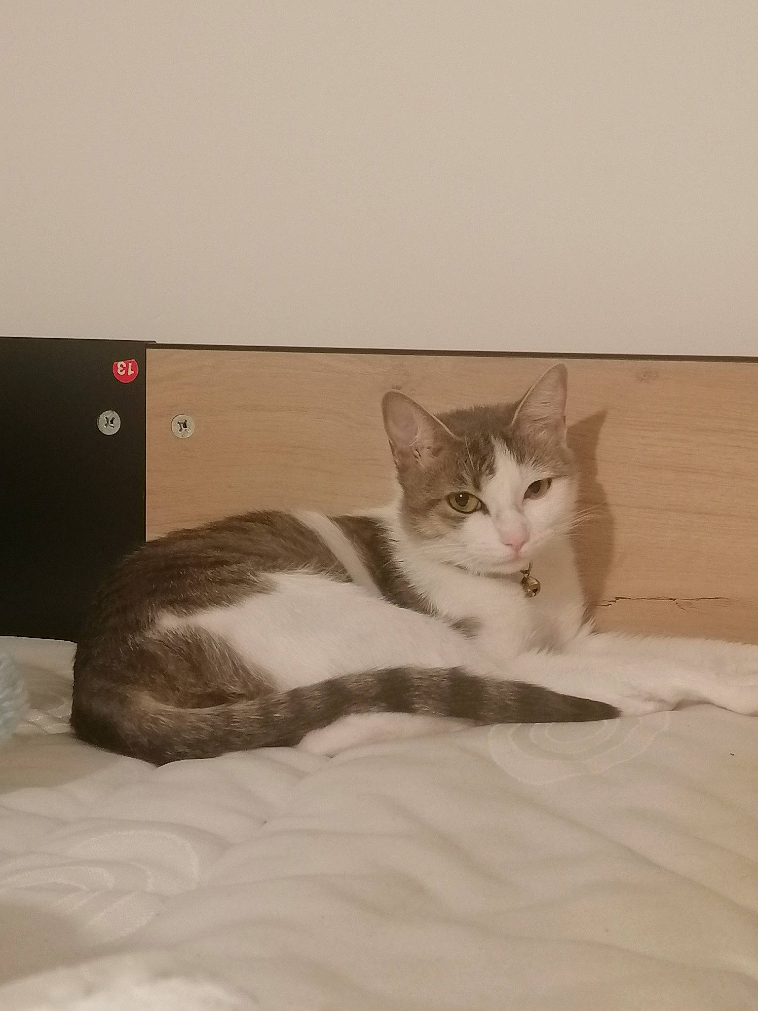 Zania a rejoint le concours — aidez-le/la à gagner de superbes lots ! bed, box, cardboard, carnivore, cat, comfort, domestic_short_haired_cat, felidae, flooring, fur, grey, hardwood, linens, paw, small_to_medium_sized_cats, snout, tail, whiskers, window, wood