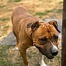 dog, brown_dog, white_markings, short_hair, standing, outdoor, grass, yard, portrait, close_up, animal, pet, floppy_ears, dark_muzzle, brown_eyes, sunlight, blurred_background, four_legs, white_paws, curious_expression