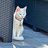 cat, white_cat, pet, animal, feline, sitting, collar, tags, outdoor, patio, wicker_furniture, chair, paving_stones, sunlight, shadow, portrait, whiskers, ears, serious_expression, backyard