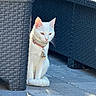 Arya participe au concours pour gagner de l'argent avec cette photo : cat, white_cat, pet, collar, tag, wicker_furniture, chair, patio, outdoor, sunlight, shadow, paving_stones, seated, whiskers, ears, animal_portrait, domestic_animal, backyard, playful, photography