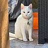 Arya participe au concours pour gagner de l'argent avec cette photo : cat, kitten, white_cat, pet, animal, sitting, collar, bell, outdoor, patio, wooden_post, wicker_chair, paving_stones, terrace, orange_background, ears, whiskers, pink_nose, portrait, daylight
