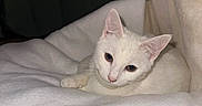 Arya a rejoint le concours — aidez-le/la à gagner de superbes lots ! cat, kitten, white_cat, animal, pet, feline, lying_down, bed, blanket, pillow, indoors, bedroom, cozy, soft, white, portrait, closeup, ears, whiskers, relaxed