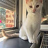 Caramel participe au concours pour gagner de l'argent avec cette photo : cat, kitten, white_cat, animal, pet, portrait, sitting, windowsill, window, indoors, sunlight, tail, fur, whiskers, ears, eyes, radiator, home, cute, looking_at_camera