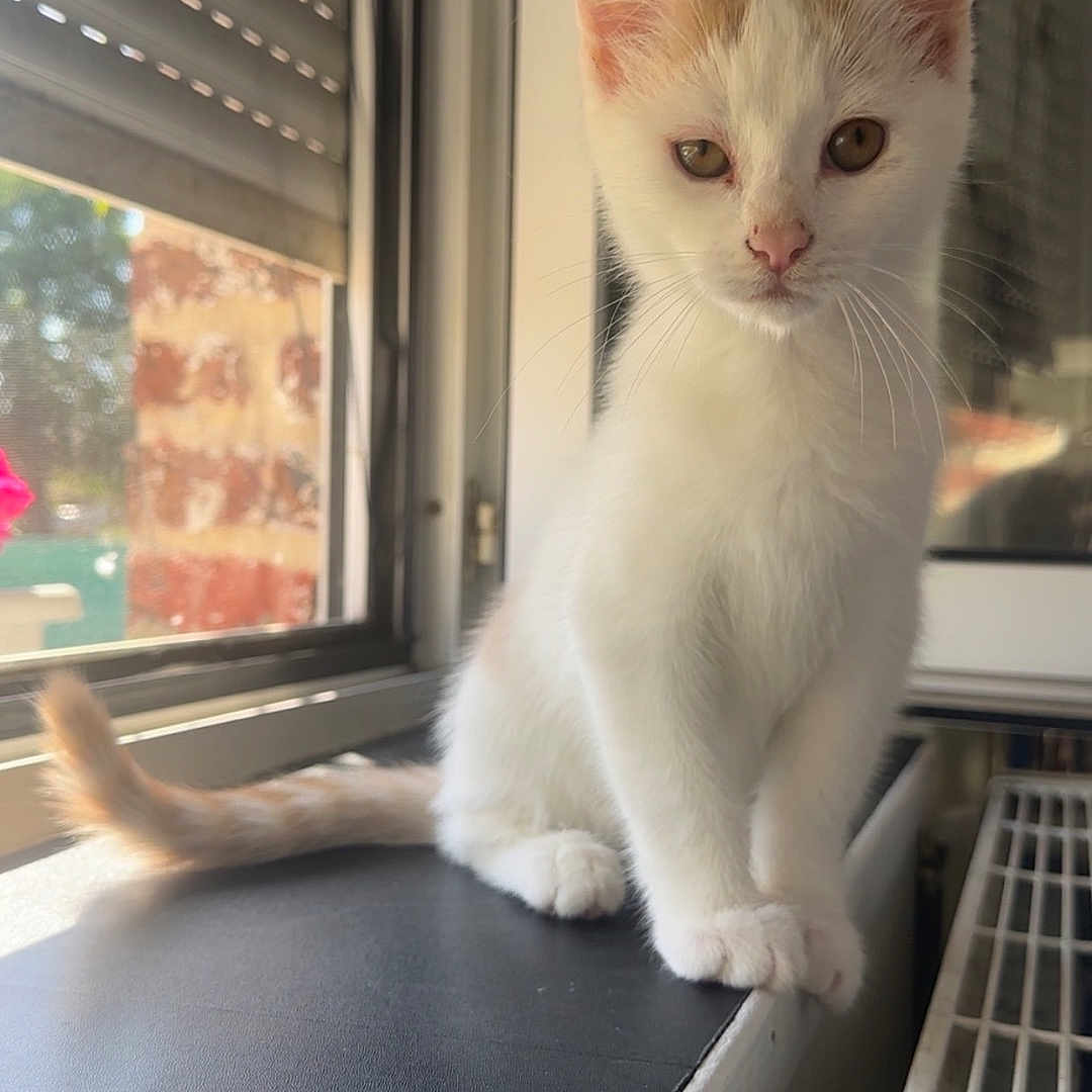 Caramel