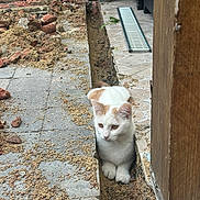 Caramel a rejoint le concours — aidez-le/la à gagner de superbes lots ! cat, kitten, white_cat, orange_patches, animal, pet, sitting, outdoor, walkway, wooden_building, construction, trench, rubble, bricks, paving_stones, drain, ground, whiskers, yellow_eyes, portrait