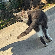 Tommy joined the competition — help win amazing prizes! animal, cat, concrete, curious, daylight, gray_cat, looking_back, mammal, nature, outdoor, pet, playful, shadow, shadow_play, sunlight, tail, tree_trunk, walking, whiskers, white_paws