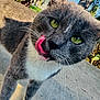 Tommy is registered to the contest to win money with this photo: animal, cat, close_up, concrete, curious, daylight, feline, fur, gray_cat, green_eyes, nature, outdoor, pet, plants, playful, portrait, sunlight, tongue_out, whiskers, white_fur