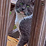 Tommy is registered to the contest to win money with this photo: animal, cat, closeup, curious, daylight, domestic_cat, feline, gray_cat, green_eyes, greenery, looking, nature, outdoor, pet, portrait, sitting, whiskers, white_fur, wooden_slats, wooden_surface